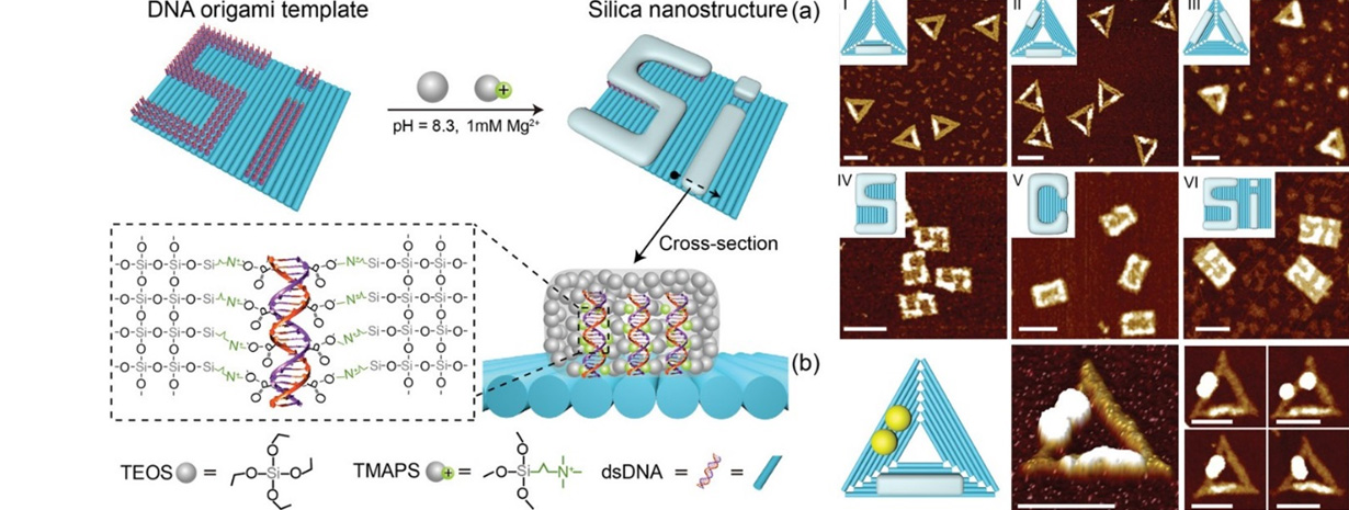 丁宝全课题组在利用DNA自组装结构引导无机非金属纳米材料可控制备方面取得新进展.jpg