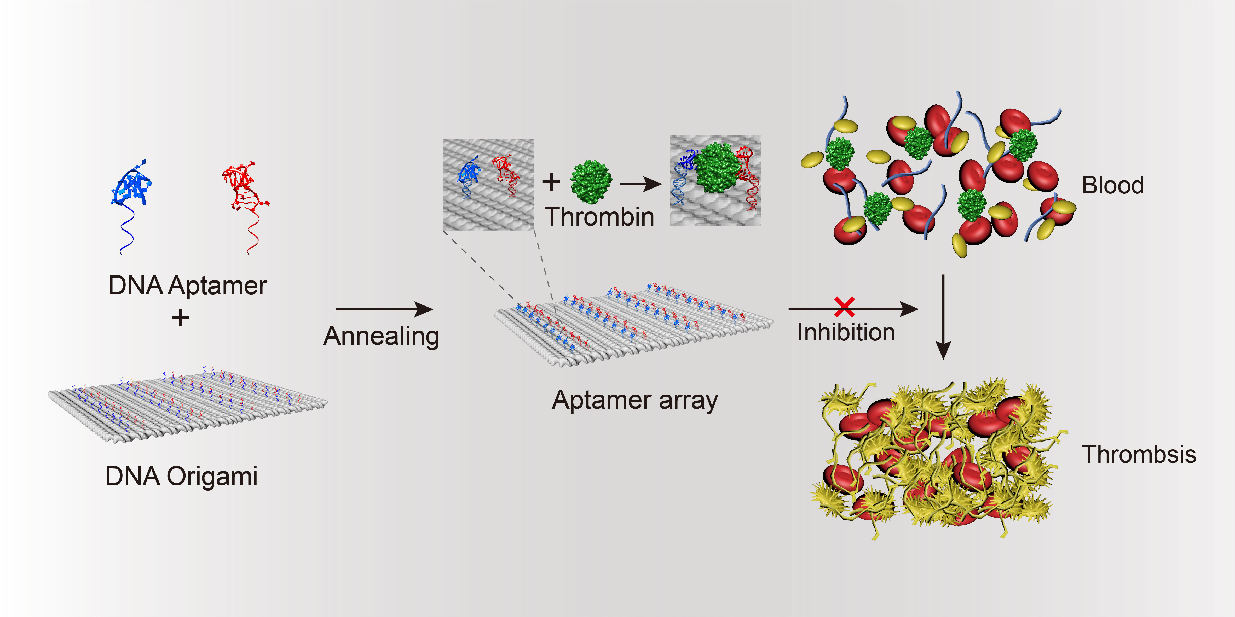 丁宝全课题组在基于DNA折纸结构的纳米抗凝剂方面取得新进展